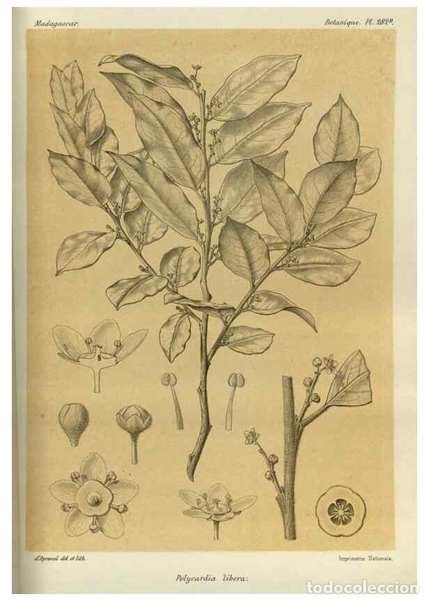 Collezionismo di Riviste e Giornali: Reproducci&oacute;n/Reproduction 49786353512: Histoire physique, naturelle, et politique de Madagascar. Par