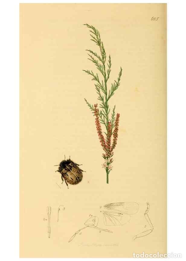Collezionismo di Riviste e Giornali: Reproducci&oacute;n/Reproduction 49641148512: British entomology :. London,Printed for the author,1823-1840