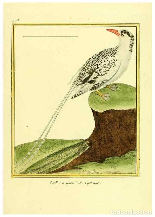 Collezionismo di Riviste e Giornali: Reproducci&oacute;n/Reproduction 49640008858: Planches enlumin&eacute;es d'histoire naturelle. Paris? :s.n.,1765-1