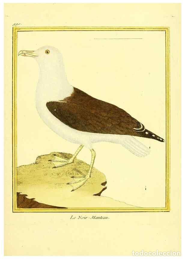 Collezionismo di Riviste e Giornali: Reproducci&oacute;n/Reproduction 49640529696: Planches enlumin&eacute;es d'histoire naturelle. Paris? :s.n.,1765-1