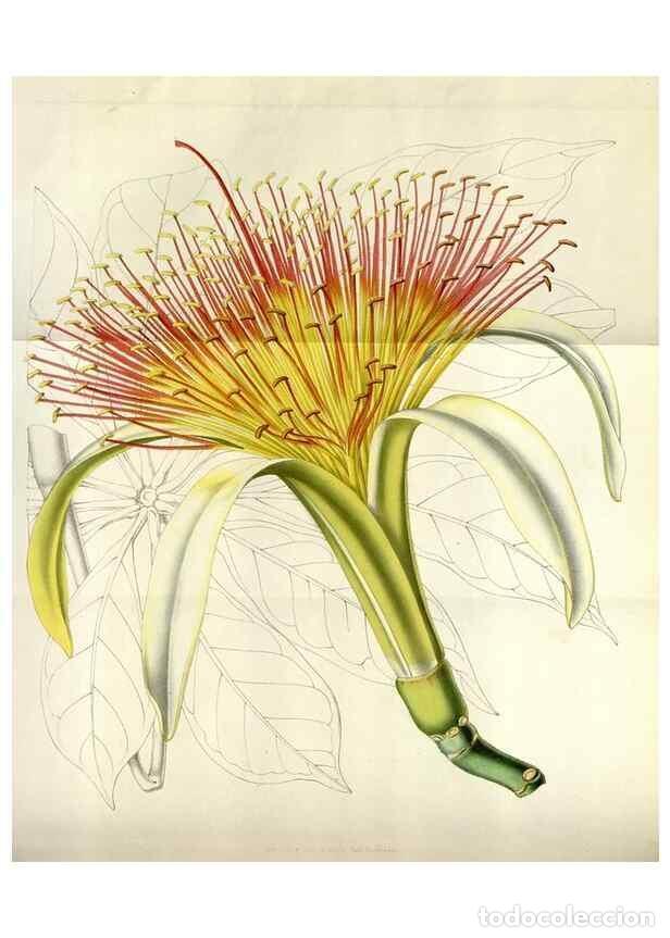 Collezionismo di Riviste e Giornali: Reproducci&oacute;n/Reproduction 49643481396: Flore des serres et des jardins de l'Europe. A Gand :chez Lou