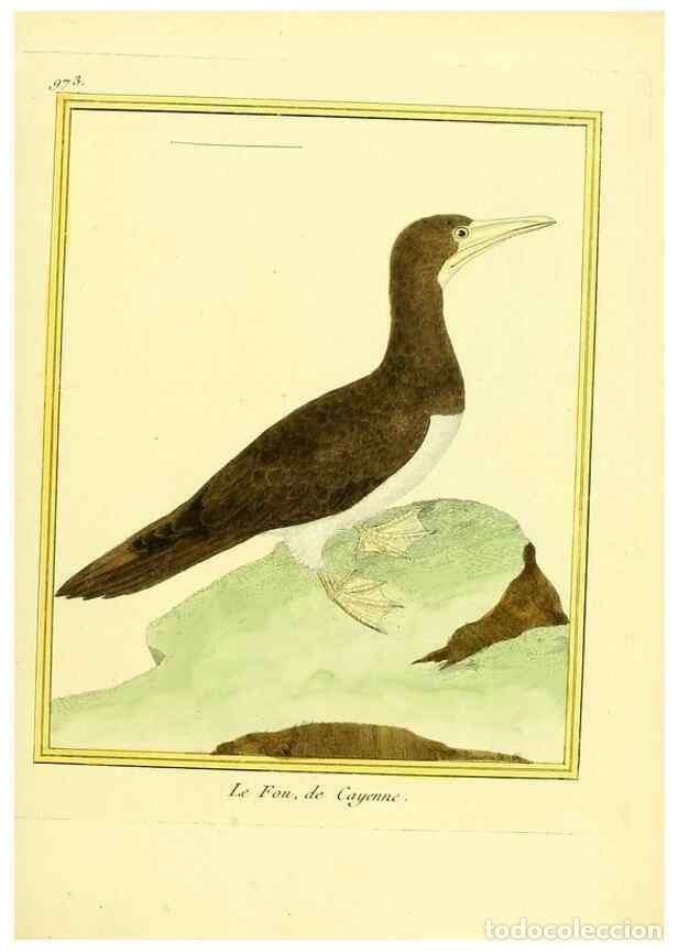 Collezionismo di Riviste e Giornali: Reproducci&oacute;n/Reproduction 49640797452: Planches enlumin&eacute;es d'histoire naturelle. Paris? :s.n.,1765-1