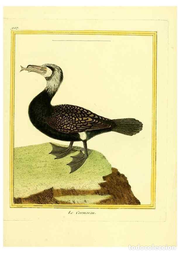 Collection Magazines and Newspapers: Reproducci&oacute;n/Reproduction 49639988578: Planches enlumin&eacute;es d'histoire naturelle. Paris? :s.n.,1765-1