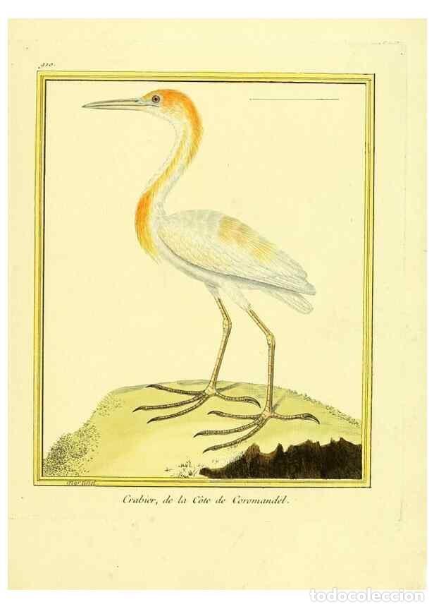 Collection Magazines and Newspapers: Reproducci&oacute;n/Reproduction 49640506711: Planches enlumin&eacute;es d'histoire naturelle. Paris? :s.n.,1765-1