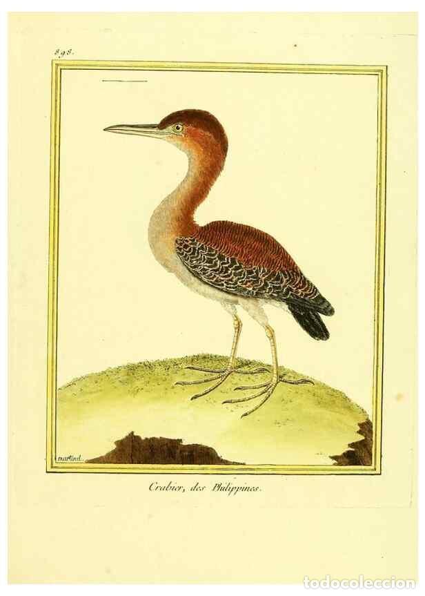 Collection Magazines and Newspapers: Reproducci&oacute;n/Reproduction 49640751947: Planches enlumin&eacute;es d'histoire naturelle. Paris? :s.n.,1765-1