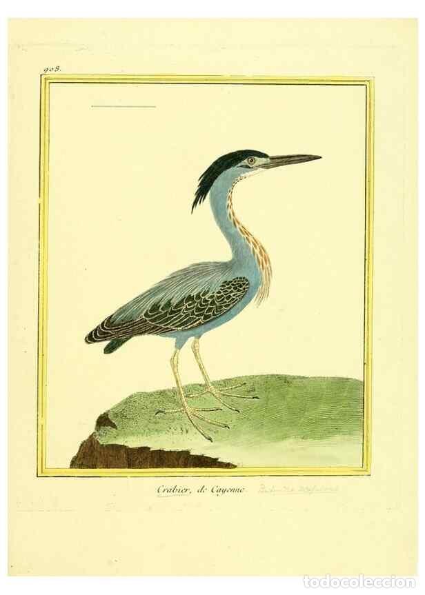 Collection Magazines and Newspapers: Reproducci&oacute;n/Reproduction 49640505991: Planches enlumin&eacute;es d'histoire naturelle. Paris? :s.n.,1765-1