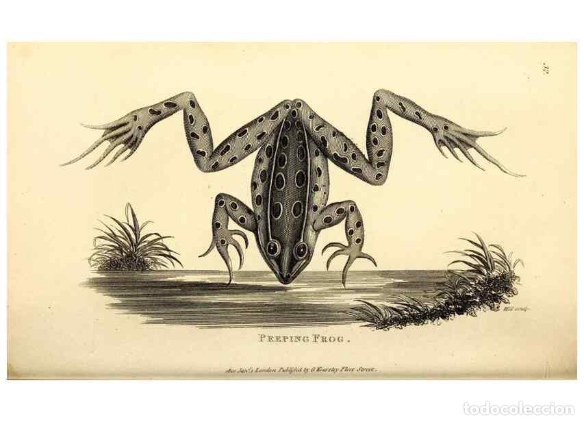 Collection Magazines and Newspapers: Reproducci&oacute;n/Reproduction 49827157097: General zoology, or Systematic natural history. London,Printe