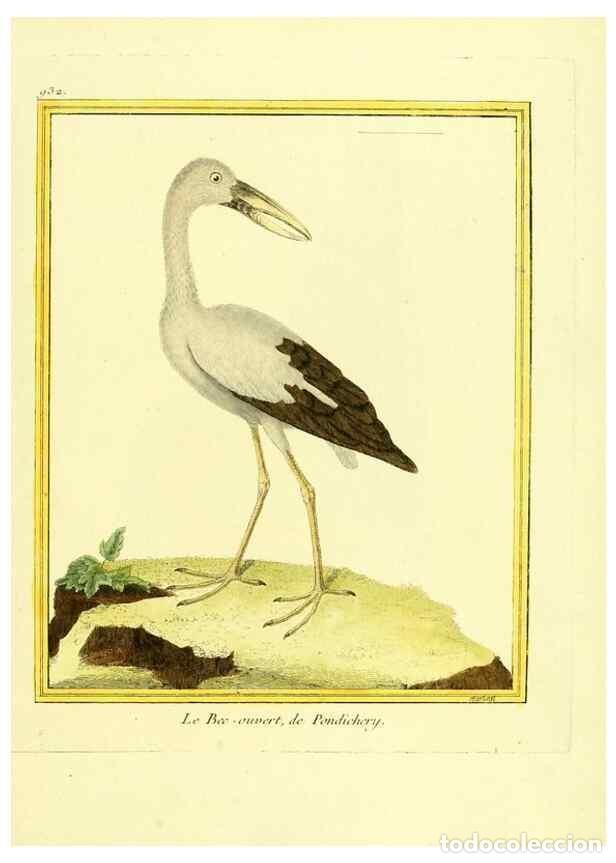 Collection Magazines and Newspapers: Reproducci&oacute;n/Reproduction 49640513141: Planches enlumin&eacute;es d'histoire naturelle. Paris? :s.n.,1765-1