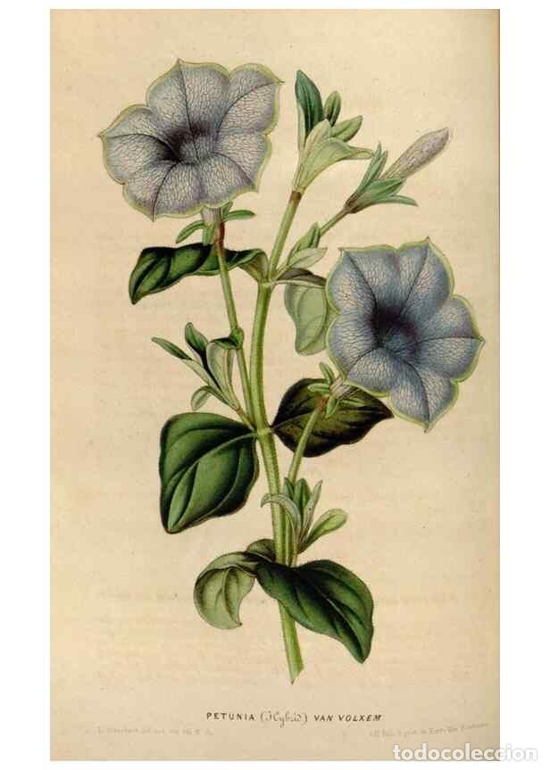 Sammeln von Zeitschriften und Zeitungen: Reproducci&oacute;n/Reproduction 49642938963: Flore des serres et des jardins de l'Europe. A Gand :chez Lou