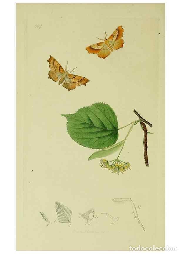 Sammeln von Zeitschriften und Zeitungen: Reproducci&oacute;n/Reproduction 49640779696: British entomology :. London,Printed for the author,1823-1840