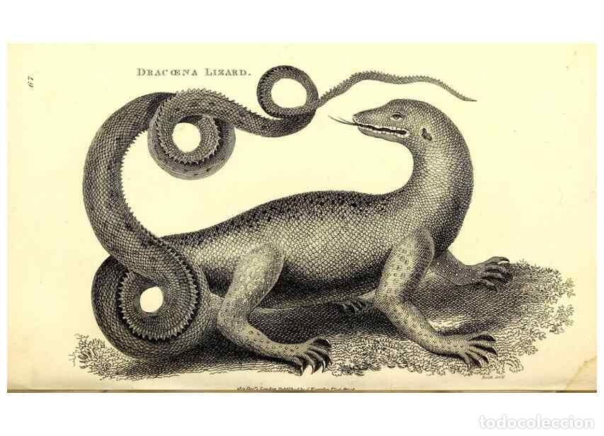 Sammeln von Zeitschriften und Zeitungen: Reproducci&oacute;n/Reproduction 49826320558: General zoology, or Systematic natural history. London,Printe