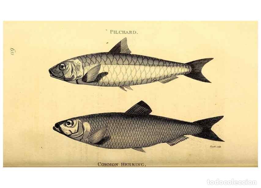 Sammeln von Zeitschriften und Zeitungen: Reproducci&oacute;n/Reproduction 49826522303: General zoology, or Systematic natural history. London,Printe