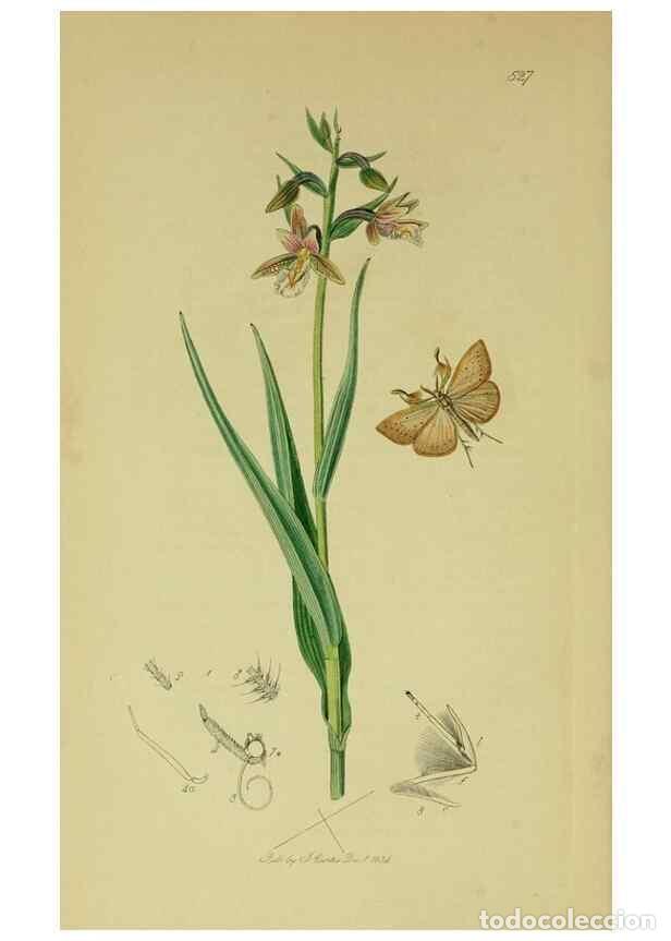 Sammeln von Zeitschriften und Zeitungen: Reproducci&oacute;n/Reproduction 49641071647: British entomology :. London,Printed for the author,1823-1840
