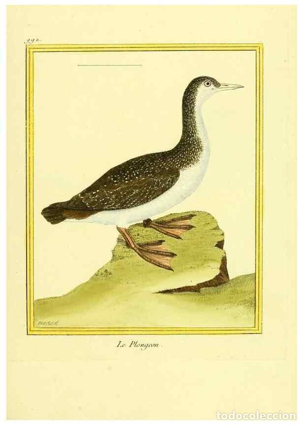 Sammeln von Zeitschriften und Zeitungen: Reproducci&oacute;n/Reproduction 49640530291: Planches enlumin&eacute;es d'histoire naturelle. Paris? :s.n.,1765-1