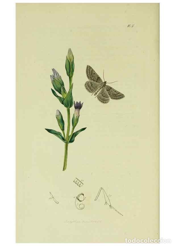 Sammeln von Zeitschriften und Zeitungen: Reproducci&oacute;n/Reproduction 49640781576: British entomology :. London,Printed for the author,1823-1840