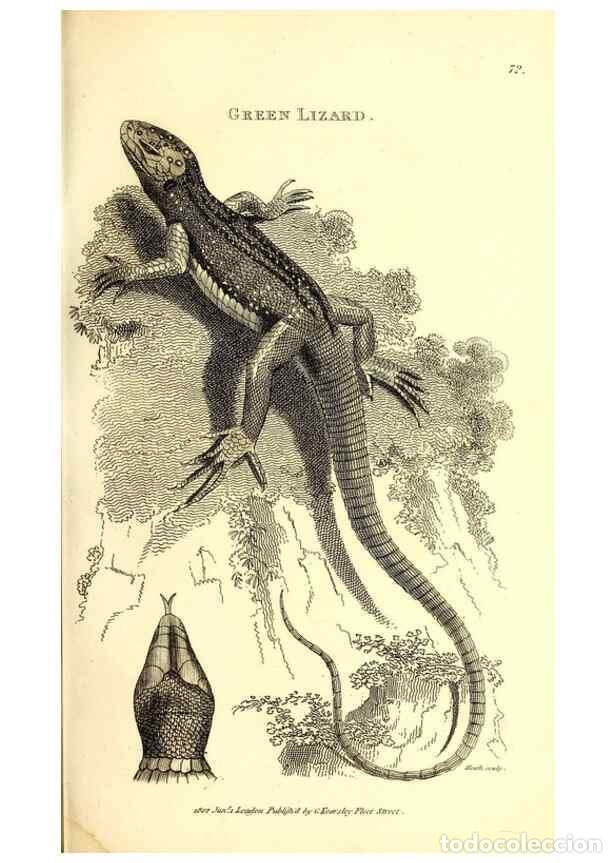 Sammeln von Zeitschriften und Zeitungen: Reproducci&oacute;n/Reproduction 49826322453: General zoology, or Systematic natural history. London,Printe