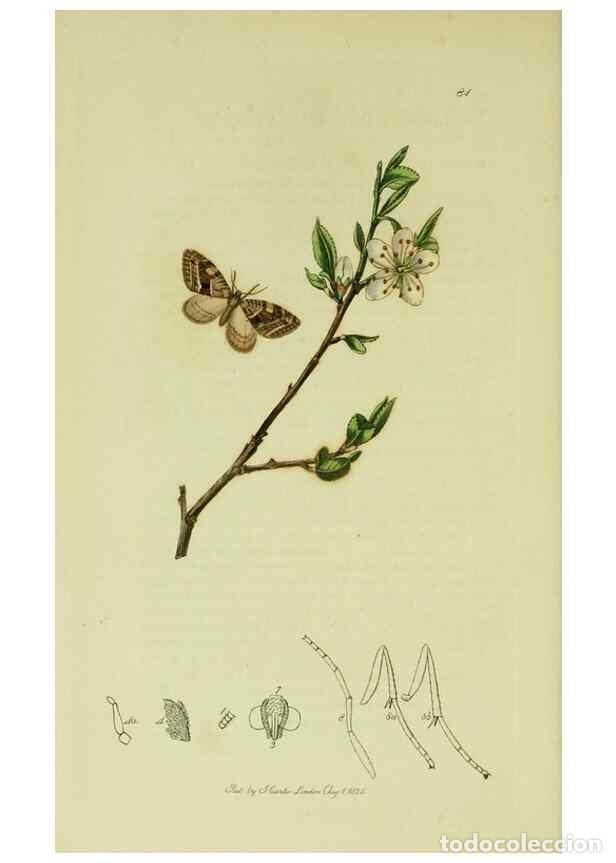 Sammeln von Zeitschriften und Zeitungen: Reproducci&oacute;n/Reproduction 49641057142: British entomology :. London,Printed for the author,1823-1840