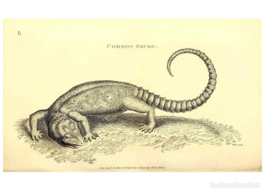 Sammeln von Zeitschriften und Zeitungen: Reproducci&oacute;n/Reproduction 49826858061: General zoology, or Systematic natural history. London,Printe