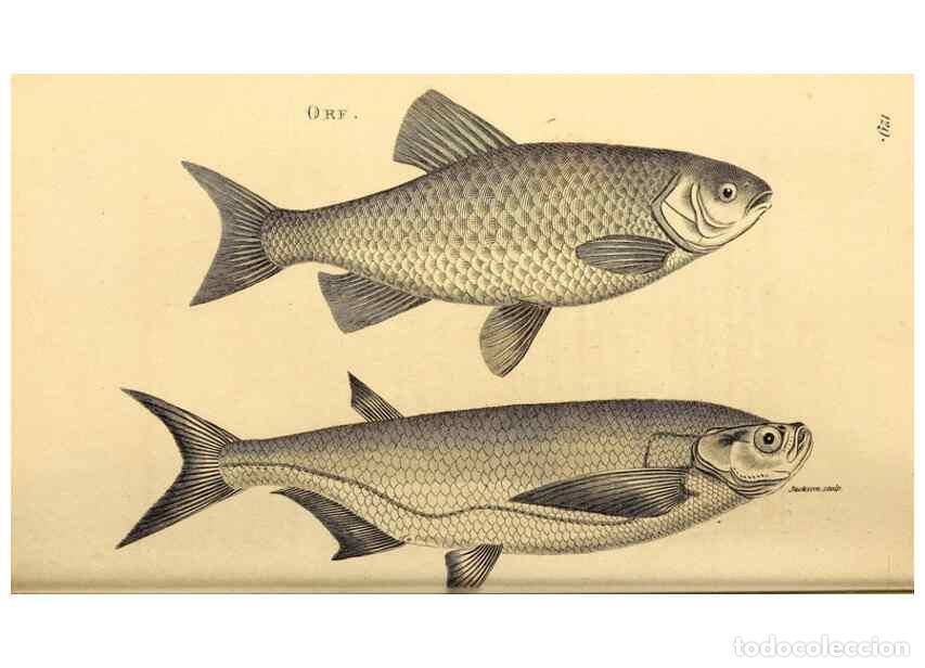 Sammeln von Zeitschriften und Zeitungen: Reproducci&oacute;n/Reproduction 49827058731: General zoology, or Systematic natural history. London,Printe