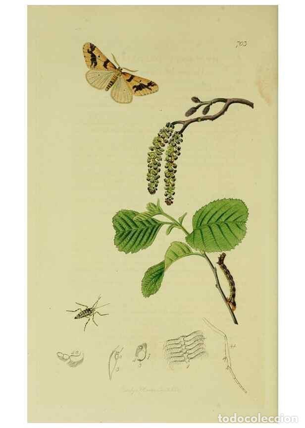 Sammeln von Zeitschriften und Zeitungen: Reproducci&oacute;n/Reproduction 49640782326: British entomology :. London,Printed for the author,1823-1840