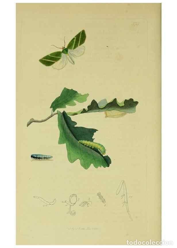 Sammeln von Zeitschriften und Zeitungen: Reproducci&oacute;n/Reproduction 49641062902: British entomology :. London,Printed for the author,1823-1840