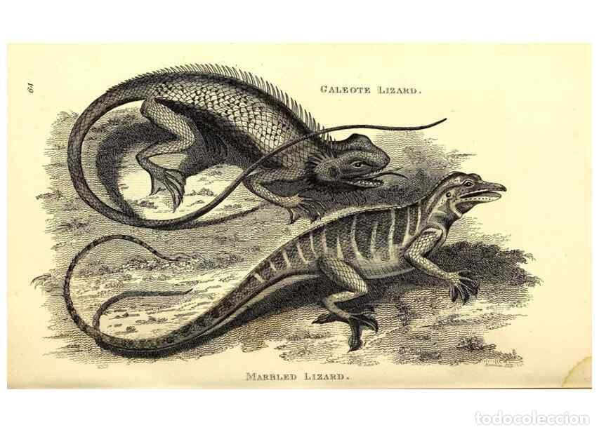 Sammeln von Zeitschriften und Zeitungen: Reproducci&oacute;n/Reproduction 49827167967: General zoology, or Systematic natural history. London,Printe