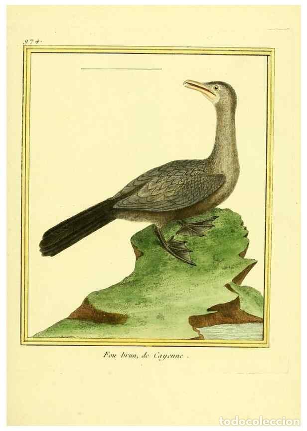 Sammeln von Zeitschriften und Zeitungen: Reproducci&oacute;n/Reproduction 49640797762: Planches enlumin&eacute;es d'histoire naturelle. Paris? :s.n.,1765-1