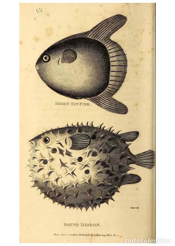 Sammeln von Zeitschriften und Zeitungen: Reproducci&oacute;n/Reproduction 49827070661: General zoology, or Systematic natural history. London,Printe