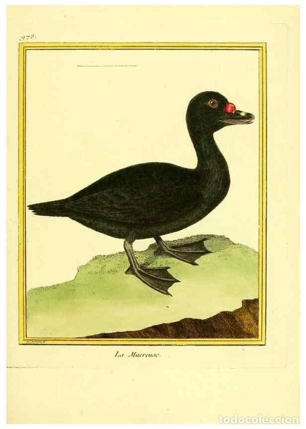 Sammeln von Zeitschriften und Zeitungen: Reproducci&oacute;n/Reproduction 49640526011: Planches enlumin&eacute;es d'histoire naturelle. Paris? :s.n.,1765-1