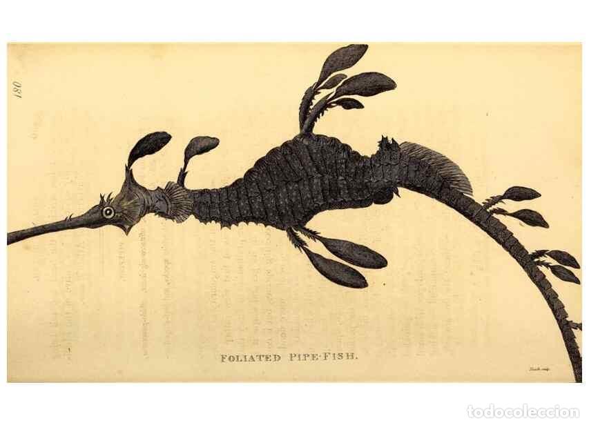 Sammeln von Zeitschriften und Zeitungen: Reproducci&oacute;n/Reproduction 49827071741: General zoology, or Systematic natural history. London,Printe