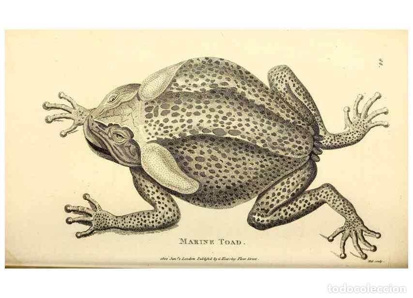 Sammeln von Zeitschriften und Zeitungen: Reproducci&oacute;n/Reproduction 49827161467: General zoology, or Systematic natural history. London,Printe