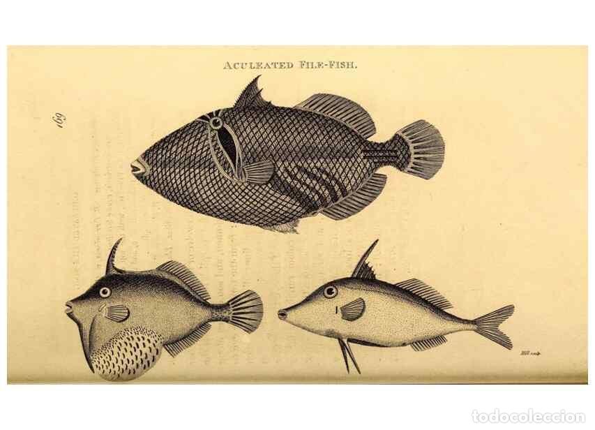 Sammeln von Zeitschriften und Zeitungen: Reproducci&oacute;n/Reproduction 49827382627: General zoology, or Systematic natural history. London,Printe