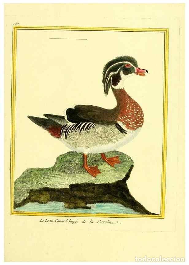 Sammeln von Zeitschriften und Zeitungen: Reproducci&oacute;n/Reproduction 49640800087: Planches enlumin&eacute;es d'histoire naturelle. Paris? :s.n.,1765-1