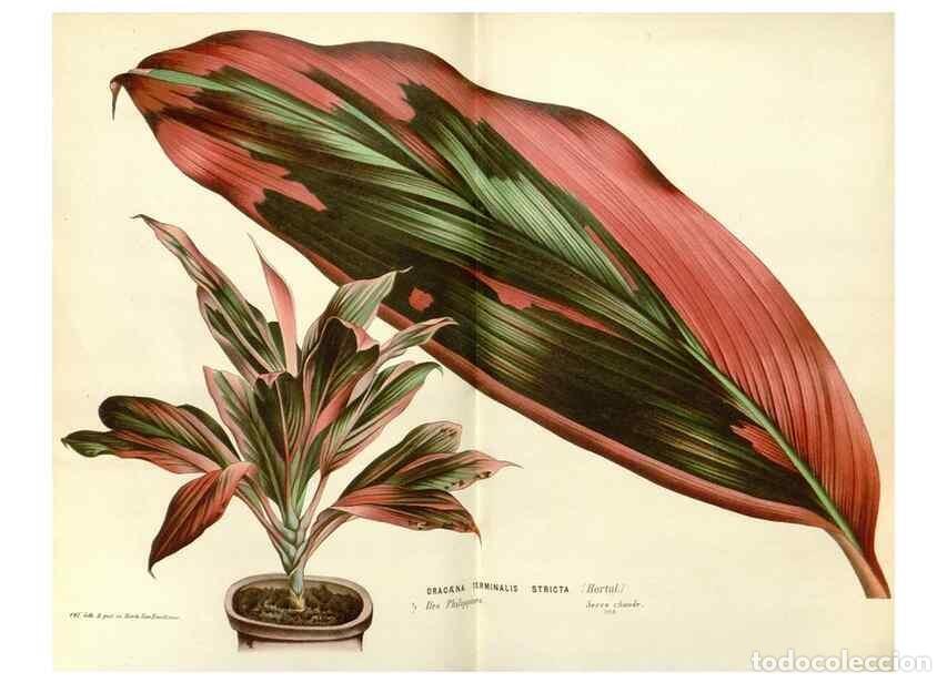 Sammeln von Zeitschriften und Zeitungen: Reproducci&oacute;n/Reproduction 49587284008: Flore des serres et des jardins de l'Europe. A Gand :chez Lou