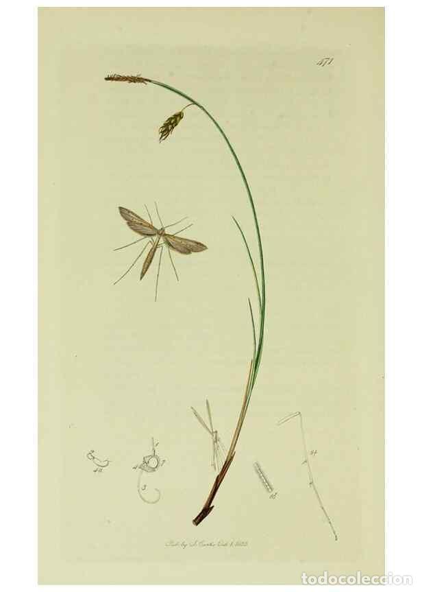 Sammeln von Zeitschriften und Zeitungen: Reproducci&oacute;n/Reproduction 49640289823: British entomology :. London,Printed for the author,1823-1840
