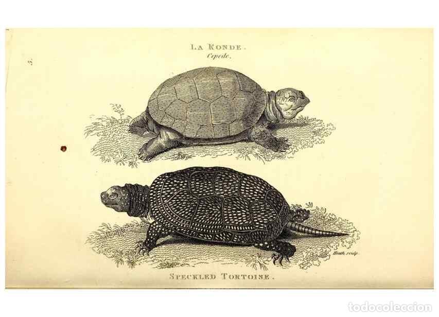 Collezionismo di Riviste e Giornali: Reproducci&oacute;n/Reproduction 49826832801: General zoology, or Systematic natural history. London,Printe