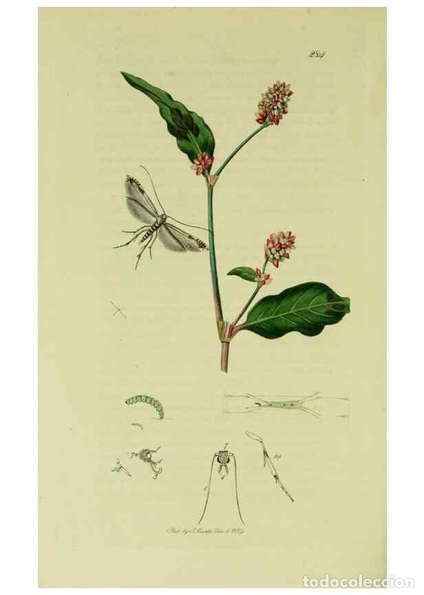 Collezionismo di Riviste e Giornali: Reproducci&oacute;n/Reproduction 49640284828: British entomology :. London,Printed for the author,1823-1840
