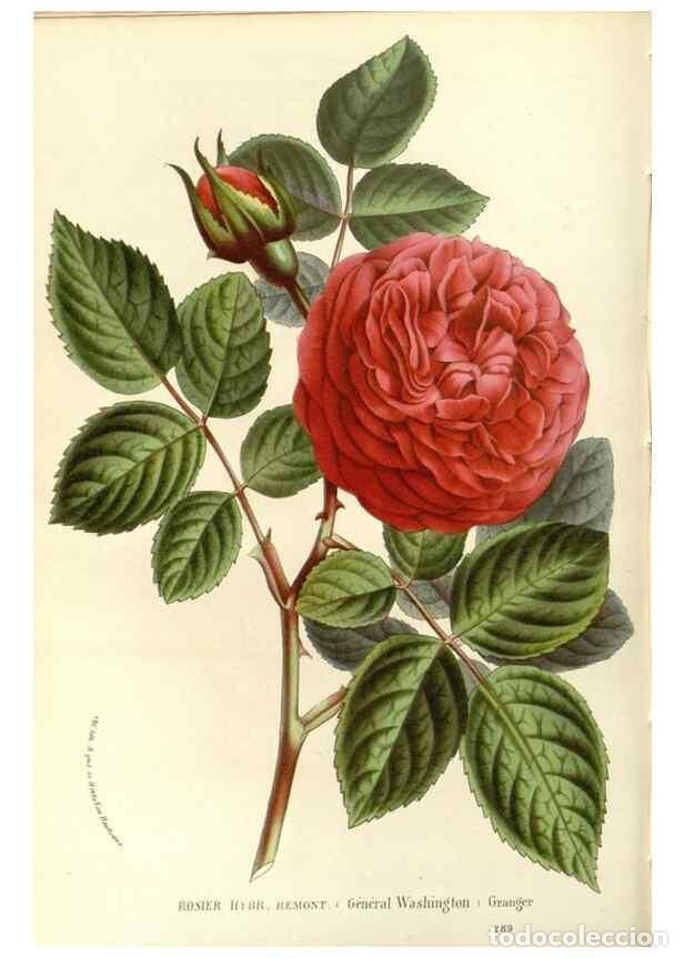 Collezionismo di Riviste e Giornali: Reproducci&oacute;n/Reproduction 49587286018: Flore des serres et des jardins de l'Europe. A Gand :chez Lou