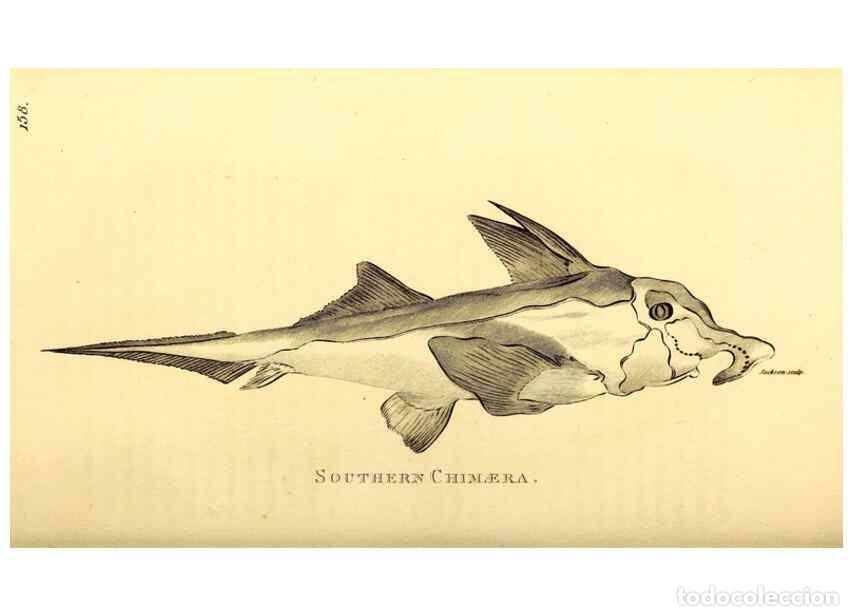 Collezionismo di Riviste e Giornali: Reproducci&oacute;n/Reproduction 49827066621: General zoology, or Systematic natural history. London,Printe