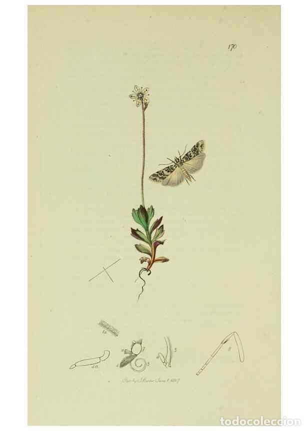 Collezionismo di Riviste e Giornali: Reproducci&oacute;n/Reproduction 49640802141: British entomology :. London,Printed for the author,1823-1840