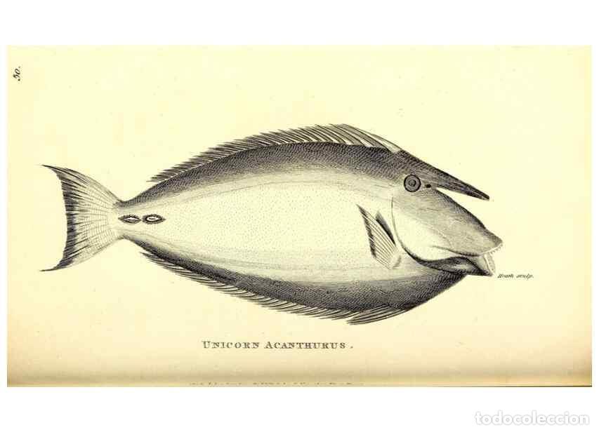 Collezionismo di Riviste e Giornali: Reproducci&oacute;n/Reproduction 49826973087: General zoology, or Systematic natural history. London,Printe