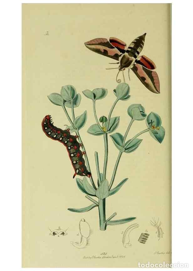 Collezionismo di Riviste e Giornali: Reproducci&oacute;n/Reproduction 49640969937: British entomology :. London,Printed for the author,1823-1840