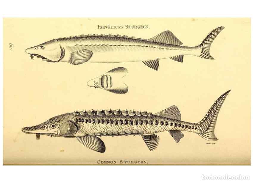 Collezionismo di Riviste e Giornali: Reproducci&oacute;n/Reproduction 49826533768: General zoology, or Systematic natural history. London,Printe