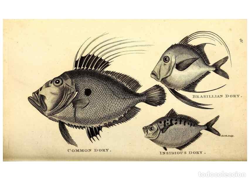 Collezionismo di Riviste e Giornali: Reproducci&oacute;n/Reproduction 49826122333: General zoology, or Systematic natural history. London,Printe