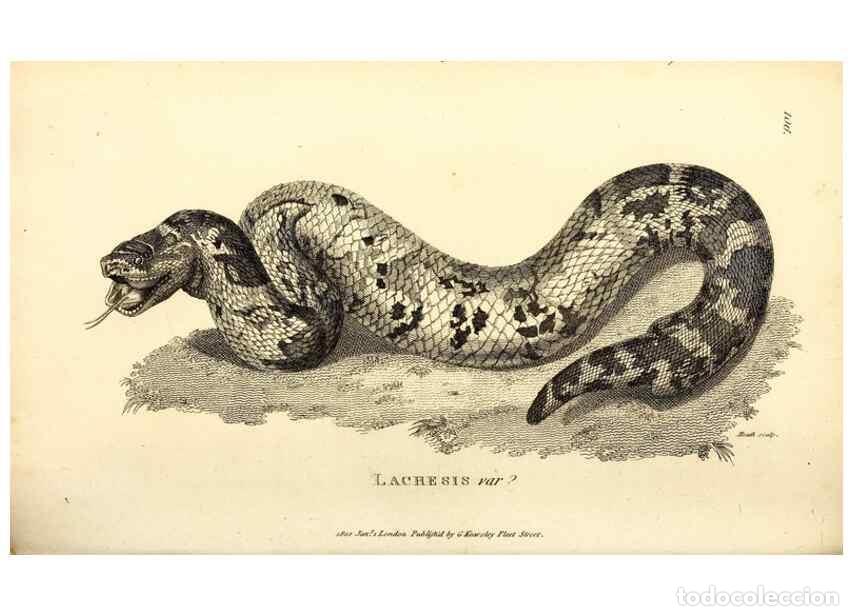 Collezionismo di Riviste e Giornali: Reproducci&oacute;n/Reproduction 49826868926: General zoology, or Systematic natural history. London,Printe