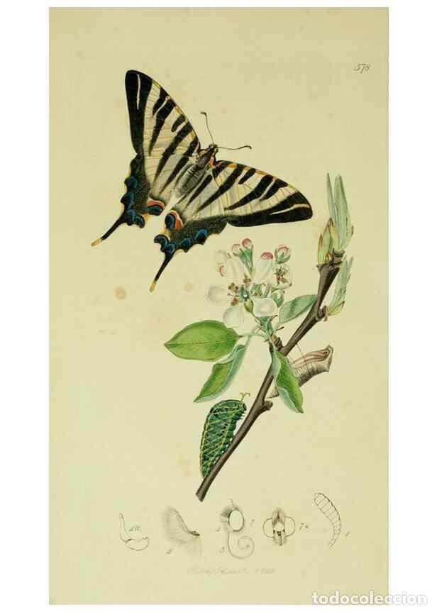 Collezionismo di Riviste e Giornali: Reproducci&oacute;n/Reproduction 49640963677: British entomology :. London,Printed for the author,1823-1840