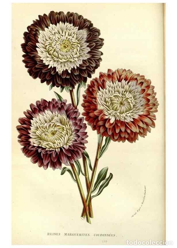 Collezionismo di Riviste e Giornali: Reproducci&oacute;n/Reproduction 49588016352: Flore des serres et des jardins de l'Europe. A Gand :chez Lou