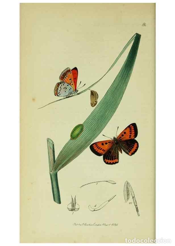 Collezionismo di Riviste e Giornali: Reproducci&oacute;n/Reproduction 49640171678: British entomology :. London,Printed for the author,1823-1840