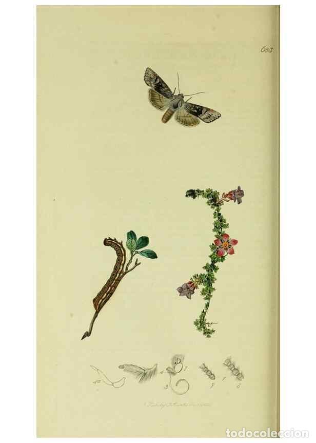 Collezionismo di Riviste e Giornali: Reproducci&oacute;n/Reproduction 49640710936: British entomology :. London,Printed for the author,1823-1840