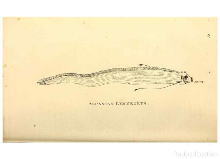 Collezionismo di Riviste e Giornali: Reproducci&oacute;n/Reproduction 49826966052: General zoology, or Systematic natural history. London,Printe